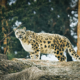 Snow Leopard